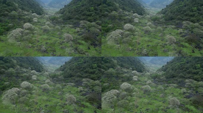 绿色自然风景春天山谷花开