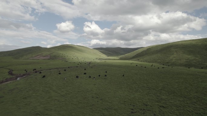 原创草原上的牛群视频素材