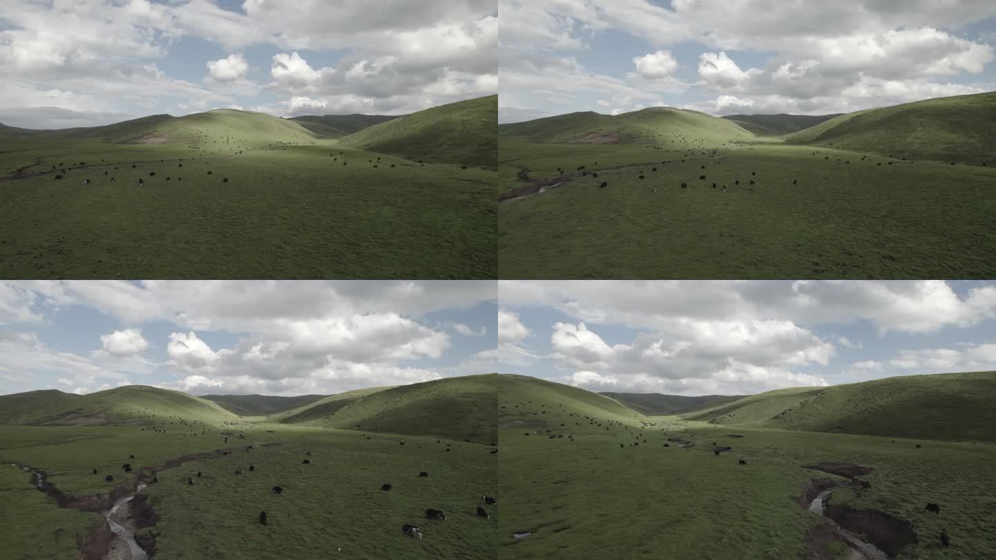 原创草原上的牛群视频素材