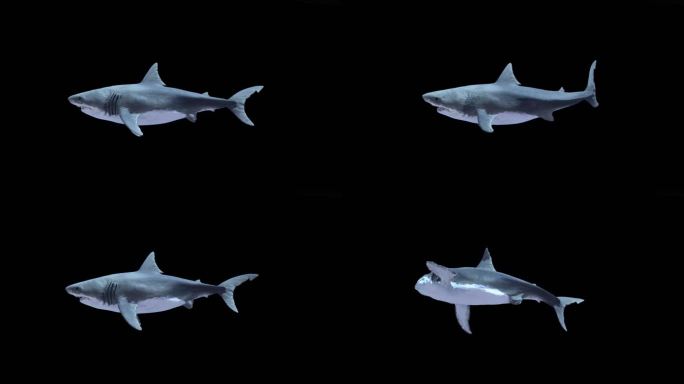 A01鲨鱼-游，咬
