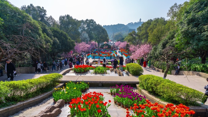 8K重庆南山植物园樱花人流