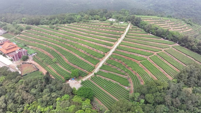 4K厦门翔安区锄山村妙高山茶园采茶航拍