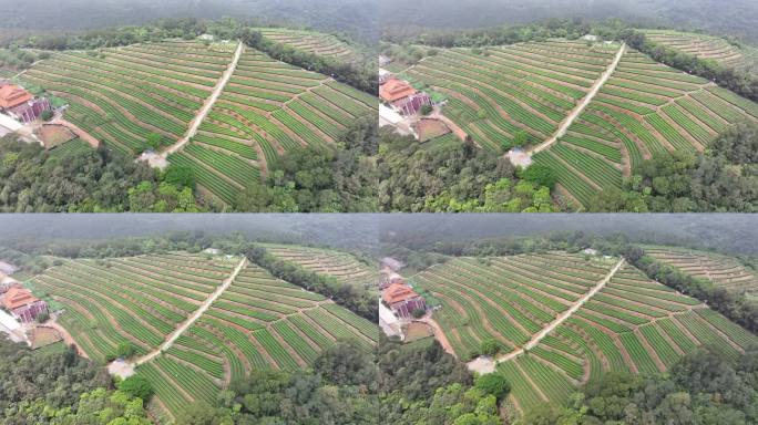 4K厦门翔安区锄山村妙高山茶园采茶航拍