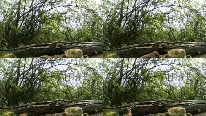 红外线守猎相机镜头之下森林中觅食的画眉鸟