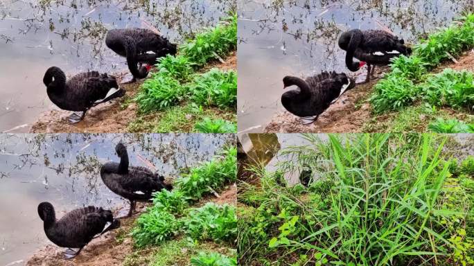 两只黑天鹅在泥塘边整理羽毛