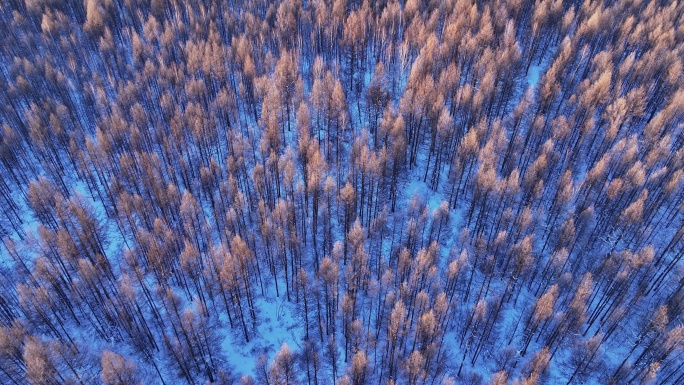 冬季自然光俯拍大森林树头树冠 (13)