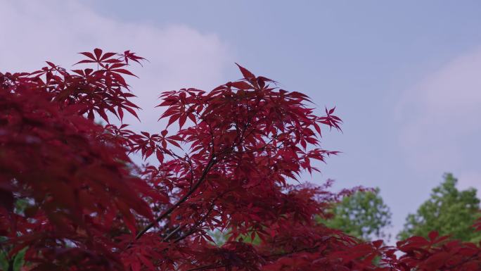 4K实拍11组春天绿植花朵树木空镜画面