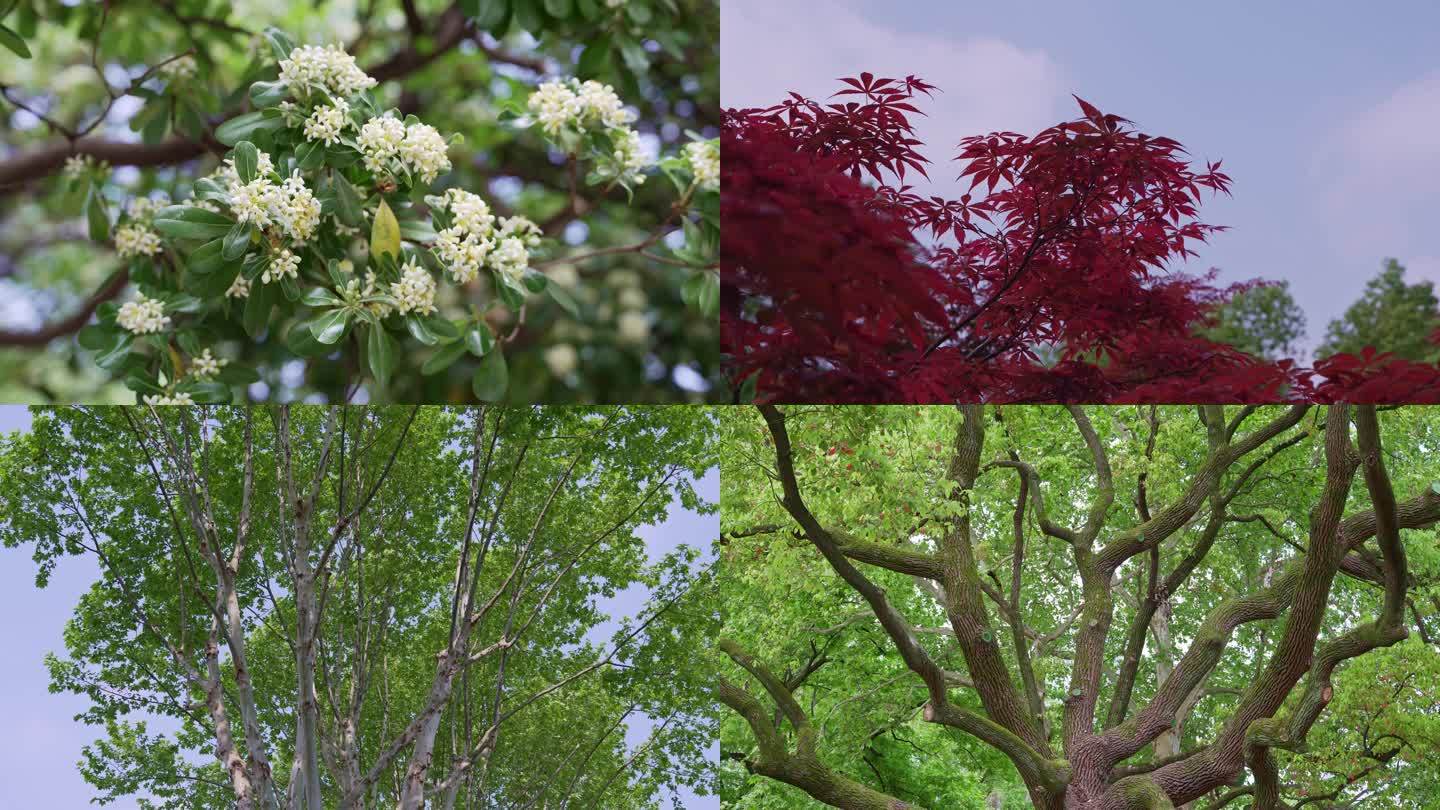 4K实拍11组春天绿植花朵树木空镜画面