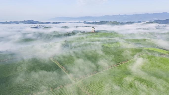 茶山 茶园 茶 仙气茶山 云海 湄潭茶海