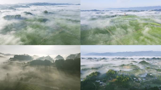 茶山 茶园 茶 仙气茶山 云海 湄潭茶海