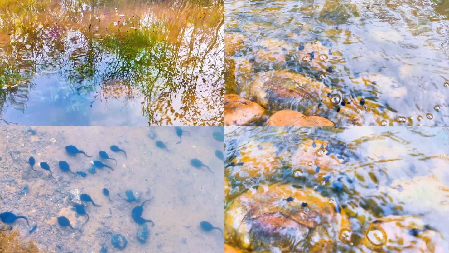 池塘里的小蝌蚪/环境生物/青蛙幼虫