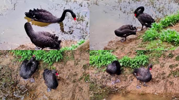 两只黑天鹅在泥塘边歇息整理羽毛