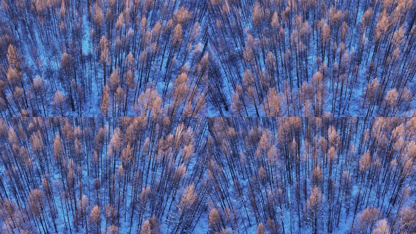 冬季自然光俯拍大森林树头树冠 (15)