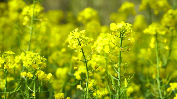 春天田地里绽放的油菜花特写