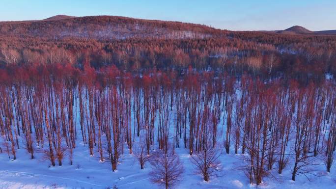 冬季自然光航拍红柳树 (3)