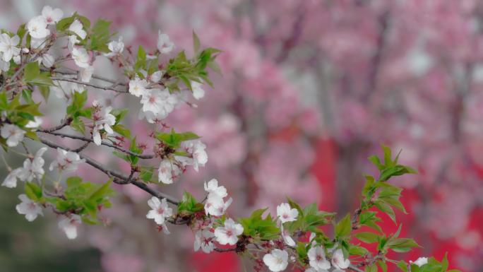 春天樱花园樱花游客观赏樱花滑翔伞