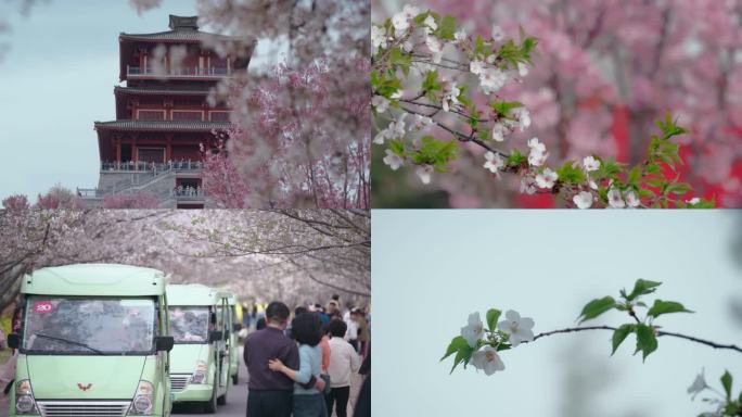 春天樱花园樱花游客观赏樱花滑翔伞