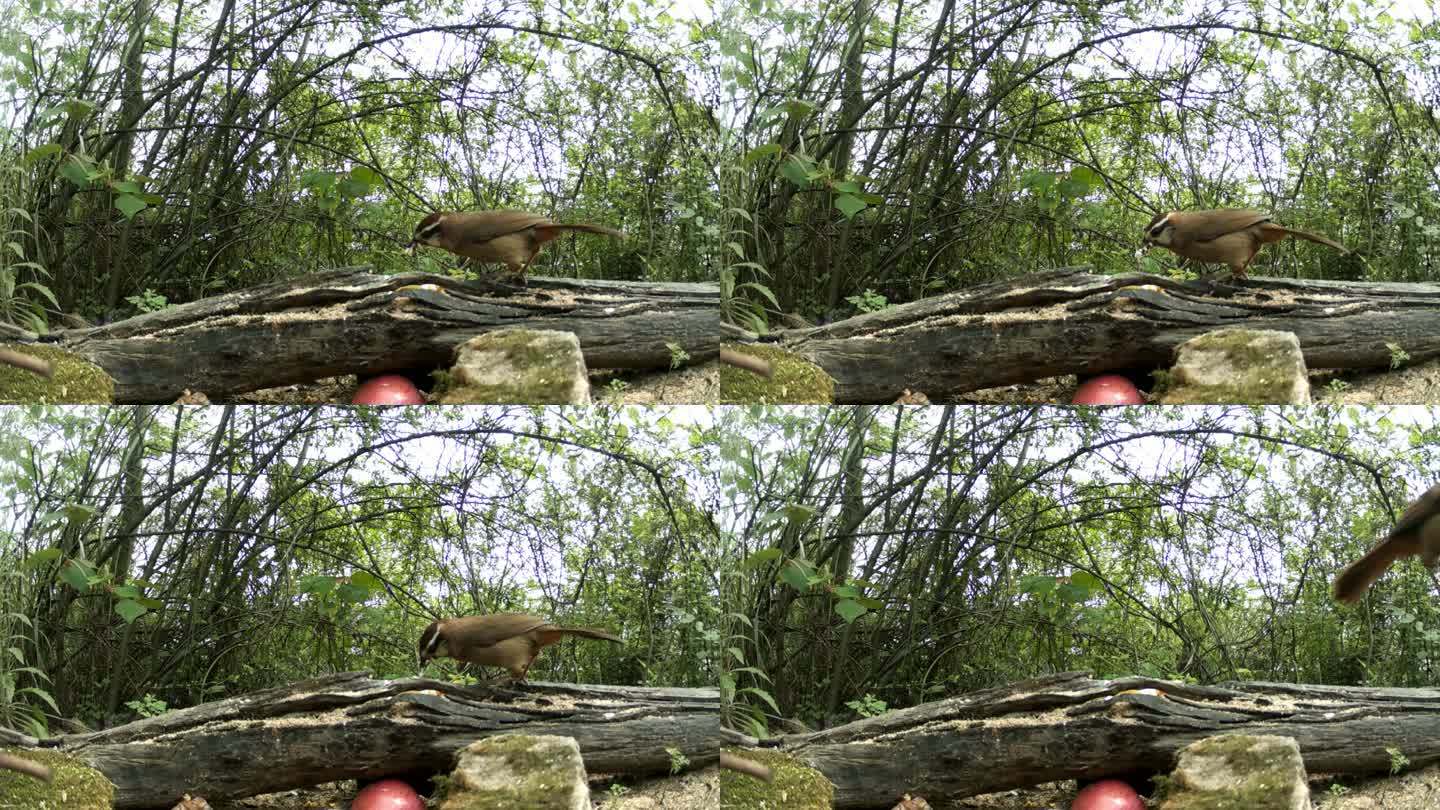 红外线守猎相机镜头之下森林中的画眉