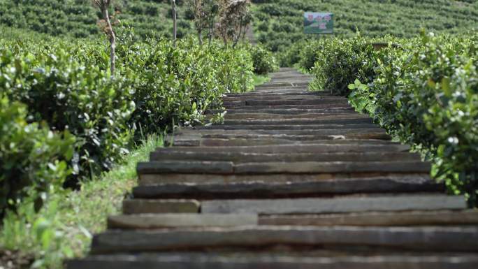 高山茶园茶叶茶园石板路茶叶园清明谷雨茶