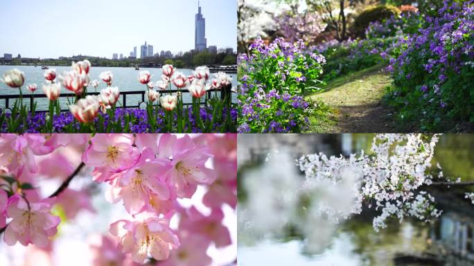 （合集）春天春暖花开江南园林的春色风光