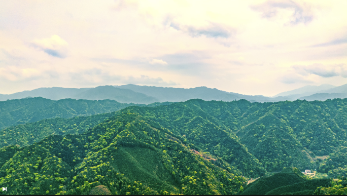 4k森林大自然风景 原始树林 竹林 大树