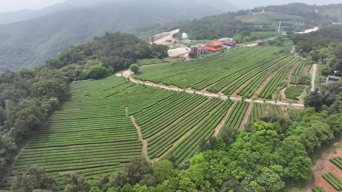 4K厦门翔安区锄山村妙高山茶园采茶航拍