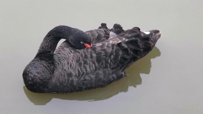 黑天鹅在湖面睡够了撒欢。