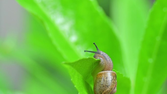 蜗牛，蜗牛爬行，蠕动，绿叶春意