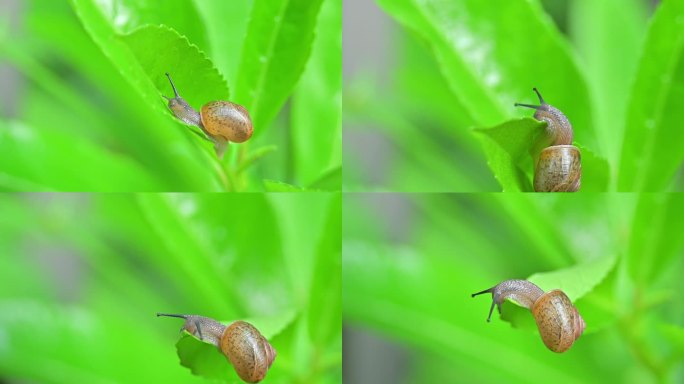 蜗牛，蜗牛爬行，蠕动，绿叶春意