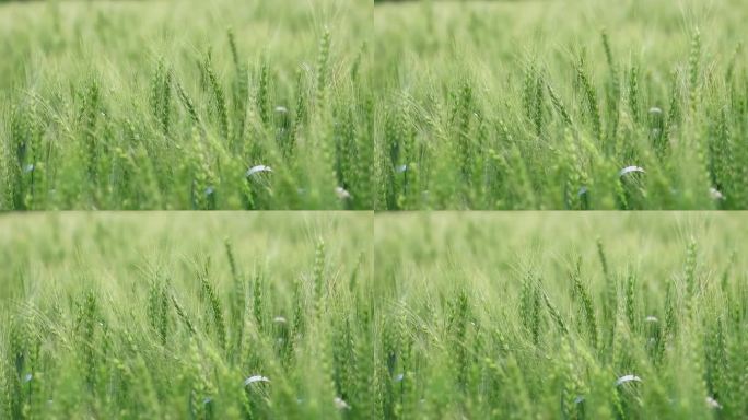 微风细雨中生长的绿色小麦