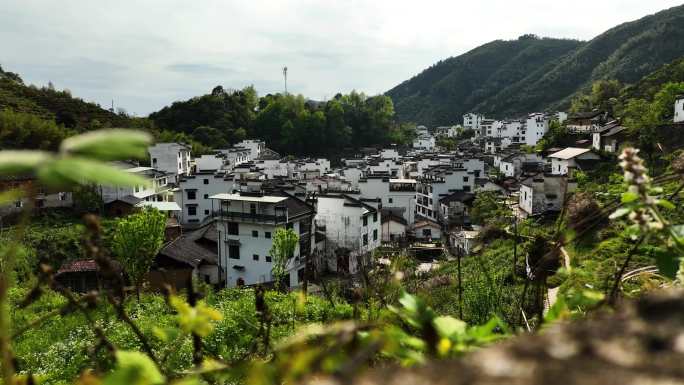 山区茶园地新叶美丽乡房屋种植绿水青山河流