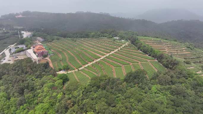 4K厦门翔安区锄山村妙高山茶园采茶航拍