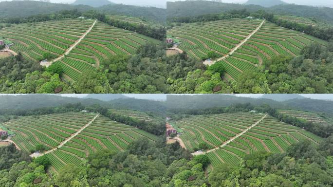 4K厦门翔安区锄山村妙高山茶园采茶航拍