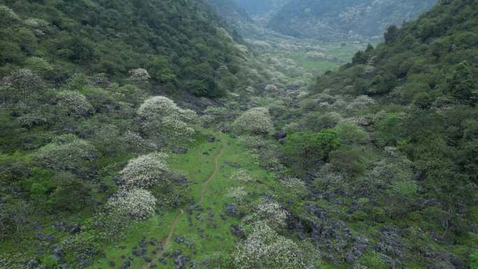 绿色自然风景春天山谷花开