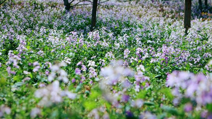 春天二月兰花海花丛野花紫色花朵盛开