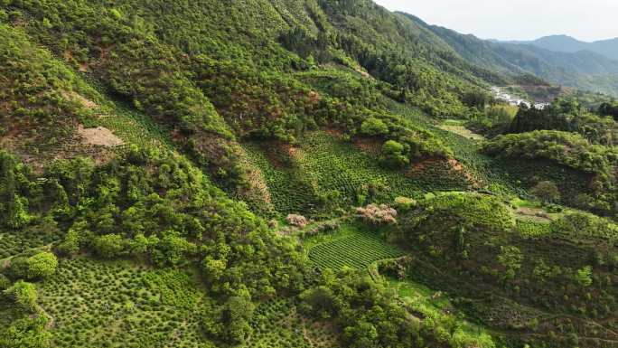 农村山区春夏天茶园地新叶茶美丽乡房屋种植