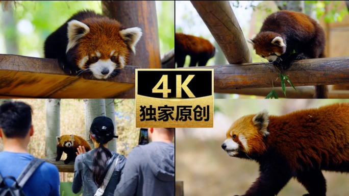 小熊猫 北京野生动物园小熊猫互动投喂