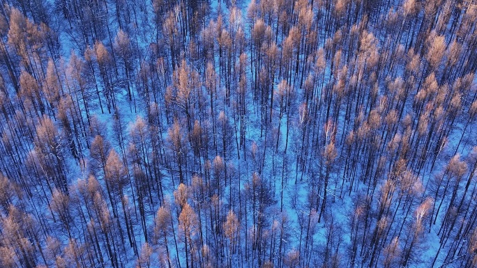 冬季自然光俯拍大森林树头树冠 (14)