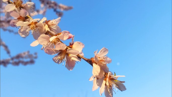 春天 花朵 桃花 微风 蓝天 淡粉色