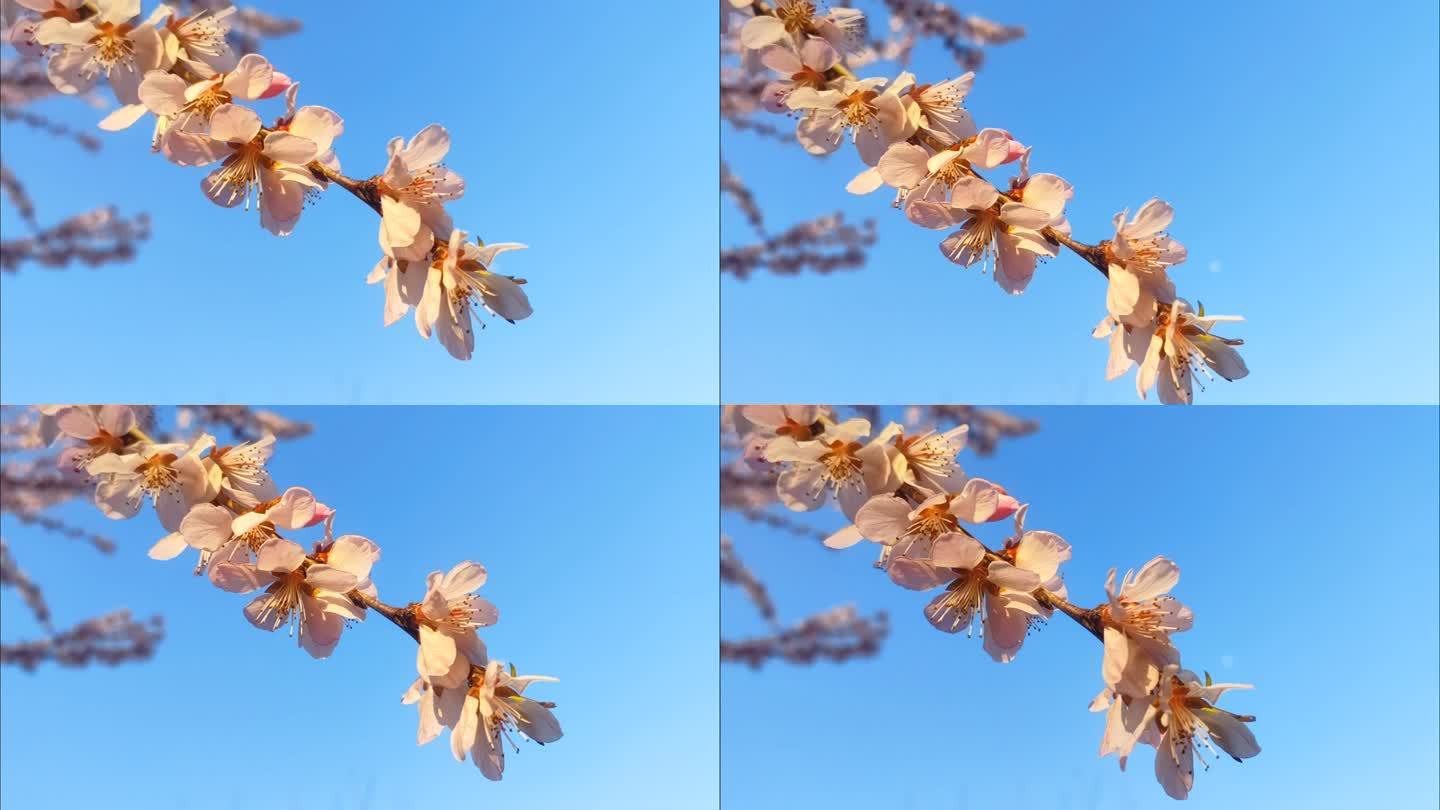 春天 花朵 桃花 微风 蓝天 淡粉色