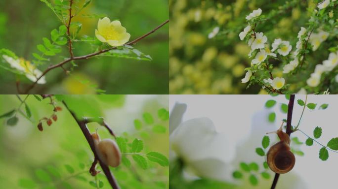 春分春天春花写意空镜头特写