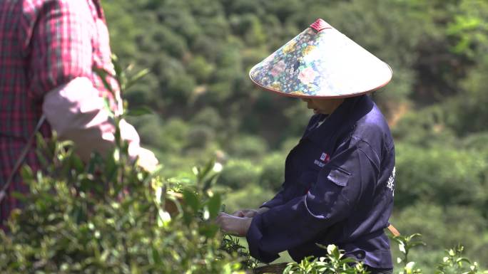 农村山区春夏天绿红茶新叶茶农采摘挑选闻看