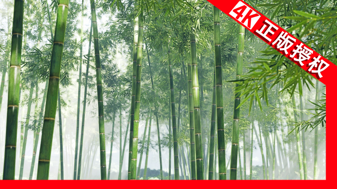 竹竹竹林意境竹林幽静竹林竹子竹山空镜禅意