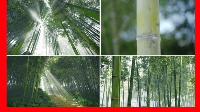 竹竹竹林意境竹林幽静竹林竹子竹山空镜禅意
