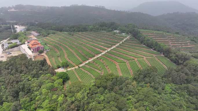 4K厦门翔安区锄山村妙高山茶园采茶航拍