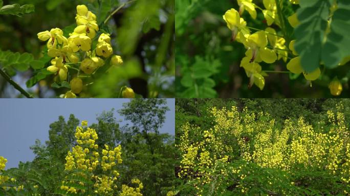 云实 云实花 小黄花 百鸟不停 老虎刺尖