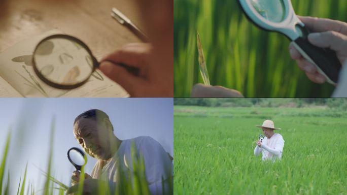 农技专家在稻田研究病虫害 稻田放大镜
