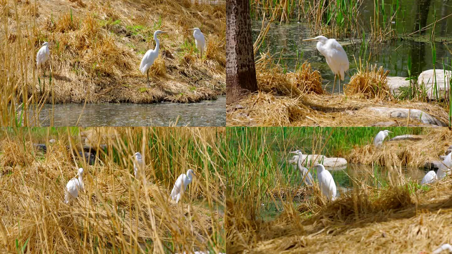 白鹭 湿地 白色水鸟 生态环境