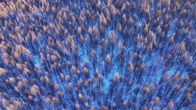 冬季自然光俯拍大森林树头树冠 (8)