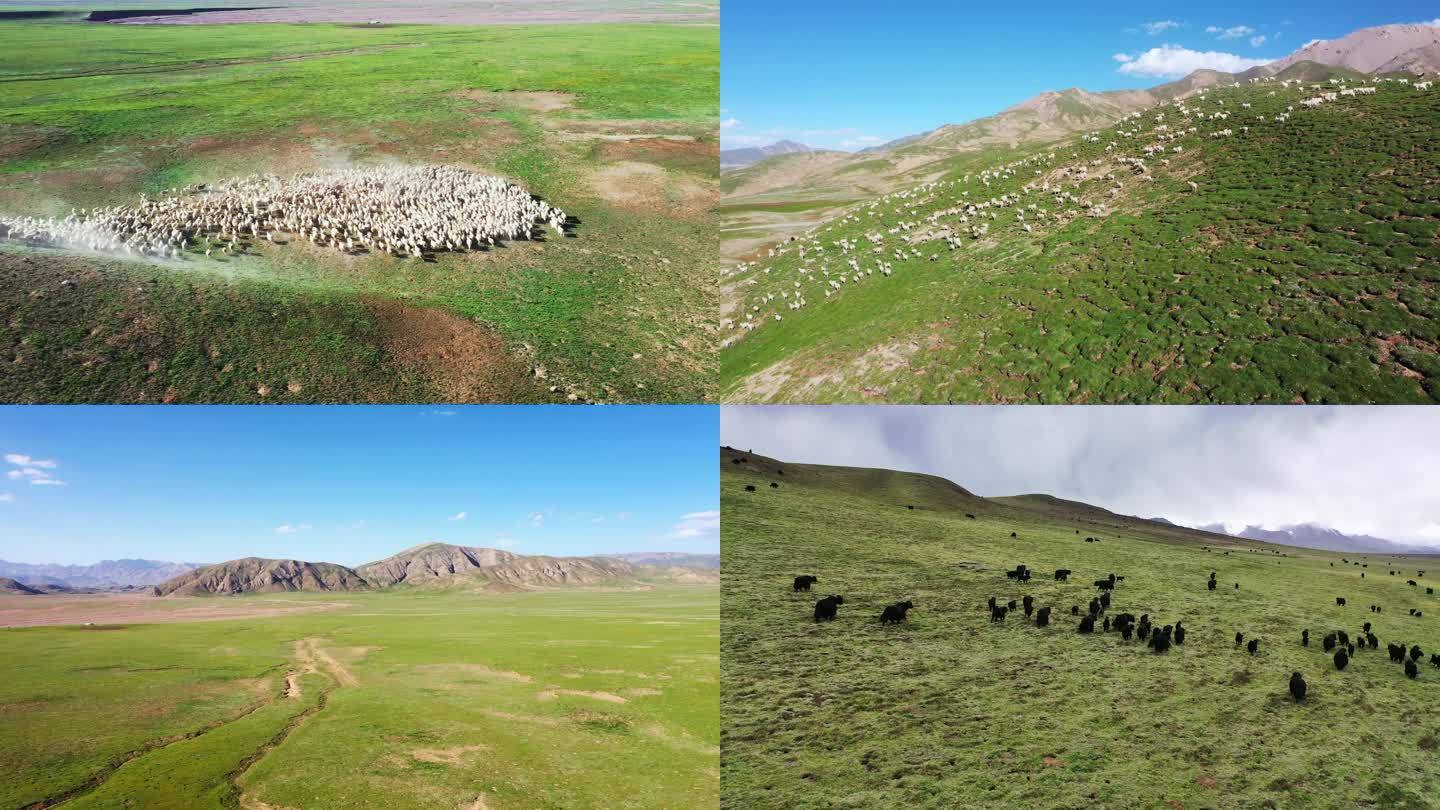 4K高原牧场 草原 羊群 牦牛群